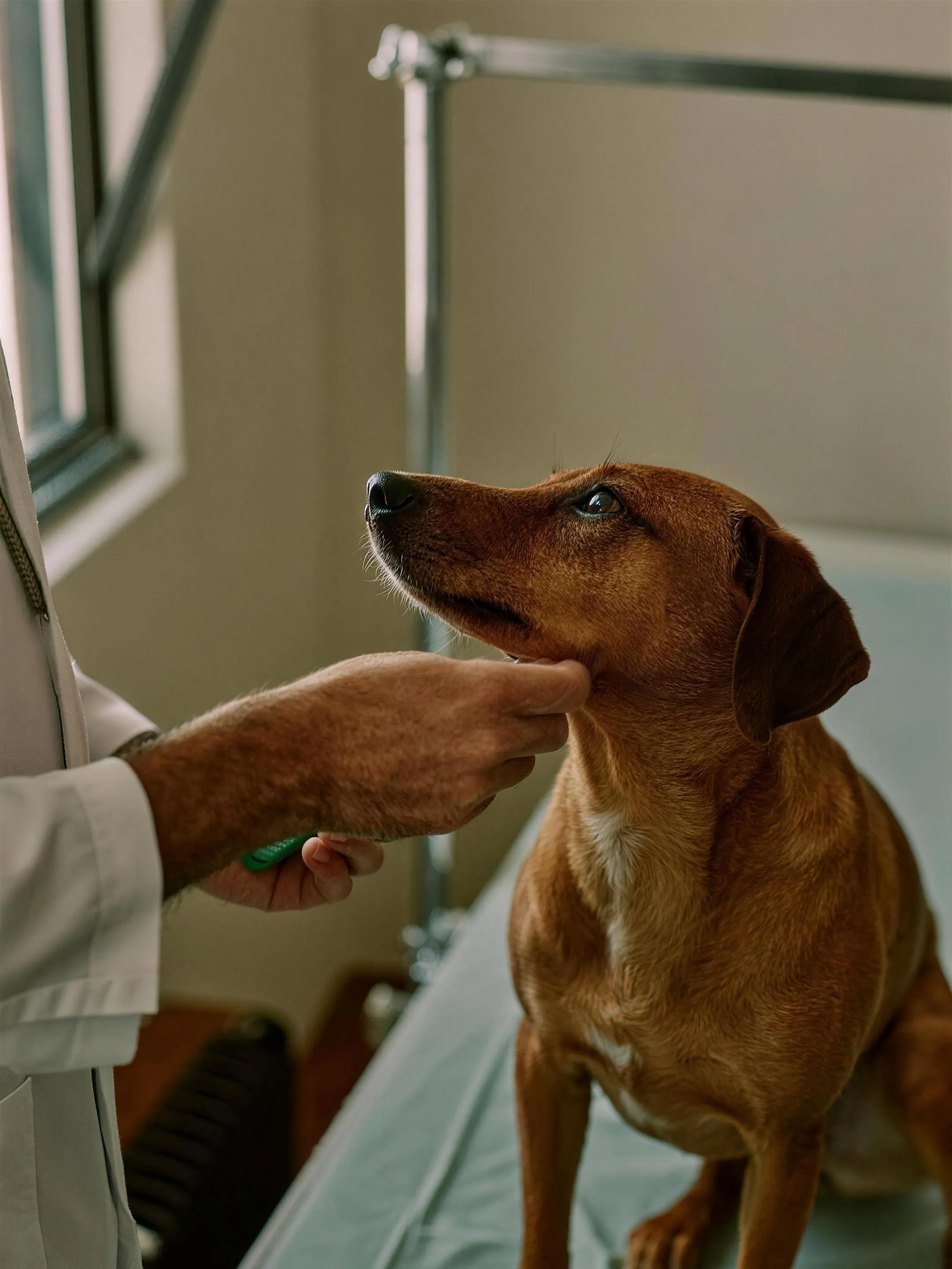 Dierenarts brengt een chip in bij een hond