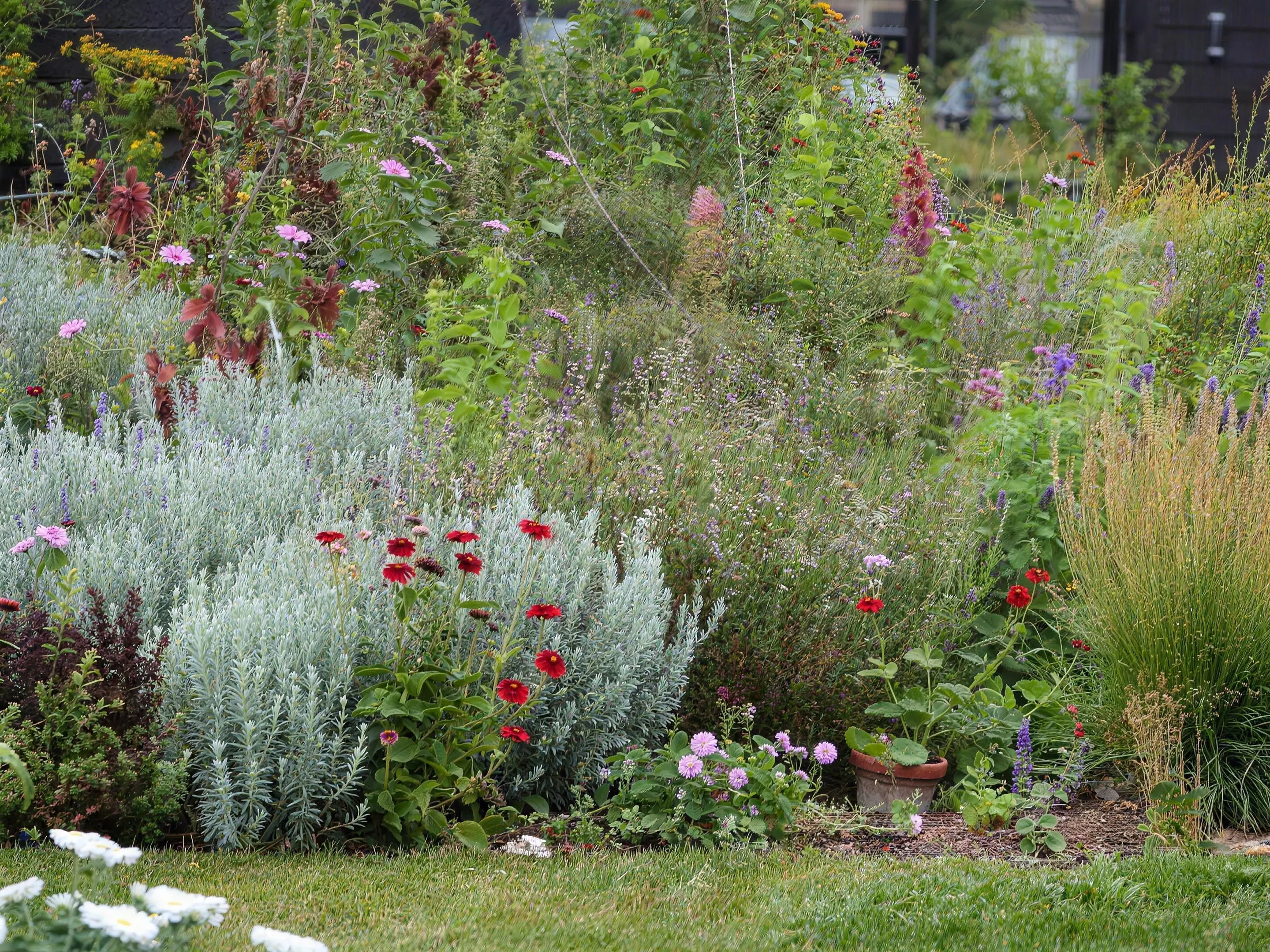 Border vol vaste planten — Nederlandse tuin met een brede border vol vaste planten in verschillende hoogtes en kleuren, daglicht.